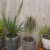 گلهای سرحال وزیبا|گل و گیاه طبیعی|زنجان, |دیوار