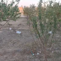 باغ هلو و زردآلو دوتا آلوبالو یک عدد گردو وگل سرخ|فروش زمین و ملک کلنگی|محمدبار, |دیوار