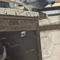 کبوتر گمشده|حیوانات|نسیمشهر, |دیوار