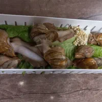 حلزون آلبینو تخم گذار