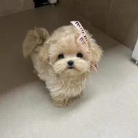 پودل مینیاتوری