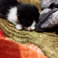 واگذاری رایگان گربه تاکسیدو نر