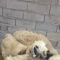 فروش فوری چند راس میش و ی بره ماده.قیمت توافقی|حیوانات مزرعه|مسجد سلیمان, |دیوار