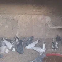 کفتر