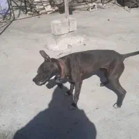 سگ پیتبول|سگ|مسجد سلیمان, |دیوار