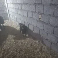 بزغاله|حیوانات مزرعه|فلاورجان, |دیوار