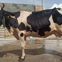 گاو هولشتاین خارجی اصل لیبه