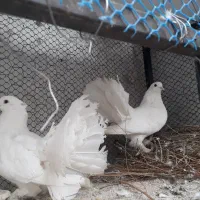 کبوتر دم چتری پرپا .کبوتر پا پری