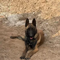 مالینویز|سگ|ماهدشت, |دیوار