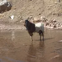 نر بز (سابرین)