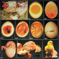 جوجه کشی شریکی