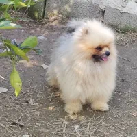 پامرانین پسر وارداتی|سگ|ساری, |دیوار