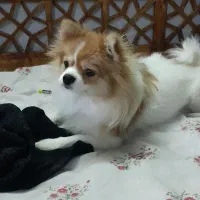 سگ پامر دو رنگ