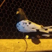 کبوتر سینه ای یا سینه سیاه|پرنده|شیراز, حومه شیراز|دیوار