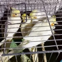 عروس هلندی،سرلاکی،دونخور،بالغ و جفت،اب پخش|پرنده|آبپخش, |دیوار