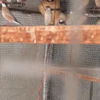 نرگسی کرم (شکلاتی) با جوجه