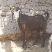 بز آبستن جوان شیری دوقلو زا