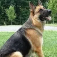 نیازمندسگ ژرمن رایگان