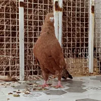 جفت تاپ یک تیکه درشت