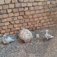 جفت نروماده