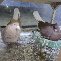 رنگه والمانی جفت گاه و پرشی به ضمانت هردو