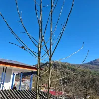 فروش ویلا در بهترین نقطه سنگچال چلاو|فروش خانه و ویلا|گلوگاه بابل (گلیا), |دیوار