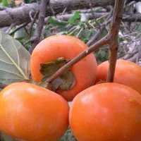 اجاره خرمالو
