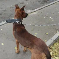 میکس دوبرمن و ژرمن