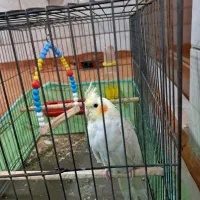 عروس هلندی جوان