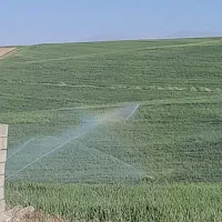 مغازه نایسر