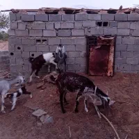 سه بز پاکستانی هر بز ۲ کهره|حیوانات مزرعه|قلعه گنج, |دیوار