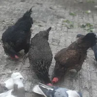 مرغ رسمی جوان تخم کن|حیوانات مزرعه|قم, ناصردیوان|دیوار