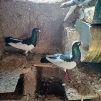 کبوتررنگی فروشی|پرنده|دشتابی, |دیوار