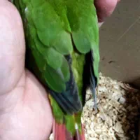 جوجه گرینچیک آناناسی سرلاکی دبل رد|پرنده|بندرعباس, |دیوار