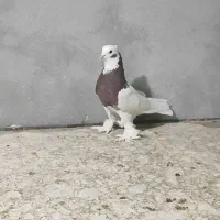کبوتر دمبی طوقی کوار|پرنده|شیراز, شهرک مدرس|دیوار