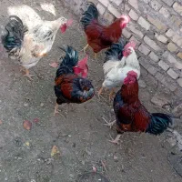 فروش خروس رسمی