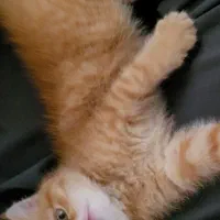 واگذاری گربه بریتیش