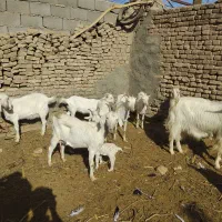 بز سانن|حیوانات مزرعه|هلالی, |دیوار