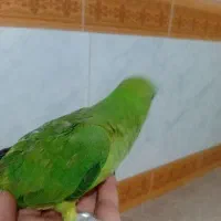 طوطی