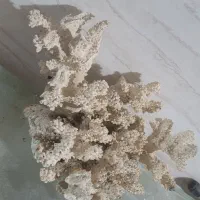 آکواریم|ماهی|لنگرود, |دیوار