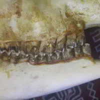 جمجمه بره با روکش دندان طلا