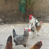 15عدد تخم مرغ برای جوجه کشی موجود دارم|حیوانات مزرعه|لامرد, |دیوار