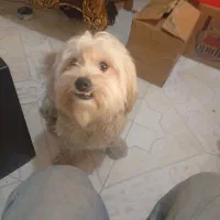 فروش سگ خانگی