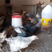 جوجه مرغ ۳ ماهه و نیمچه محلی ورسمی گلپایگانی اصل
