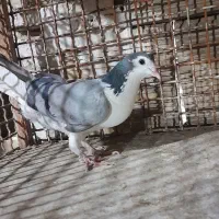 دمگیر درجه یک ماده واز ماده گچی خرقه دمگیر زرد|پرنده|اصفهان, دارک|دیوار
