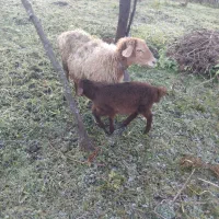 گوسفند بره ماده|حیوانات مزرعه|گلوگاه بابل (گلیا), |دیوار