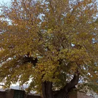 زمین باغشهری کودیان