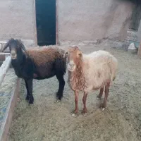 2راس میش داشتی گله گرد وآبستن