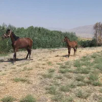 فروش کره اسب