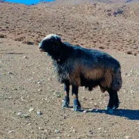 قوچ‌ترکی|حیوانات مزرعه|آباده, |دیوار